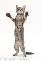 Grey tabby kitten standing up and grasping