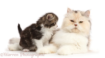 Kitten, looking at his Persian mother