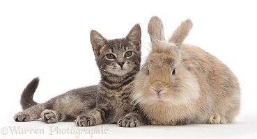 Grey tabby kitten and fluffy bunny