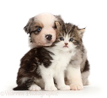 Miniature American Shepherd puppy snuggling with a kitten