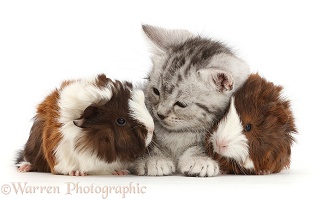 Silver tabby kitten with baby Guinea pigs