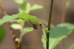 Parasitic braconid wasps approaching caterpillar of lesser willow sawfly