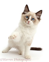 Ragdoll kitten, 10 weeks old, pointing a paw