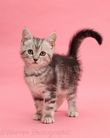 Silver tabby kitten, 10 weeks old, standing on pink background
