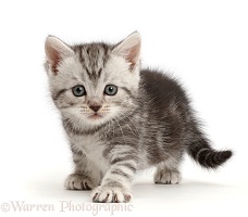 Silver tabby kitten, 6 weeks old