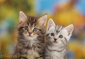 Brown and silver tabby kittens