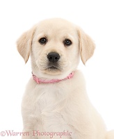 Yellow Labrador Retriever puppy, with pink collar on
