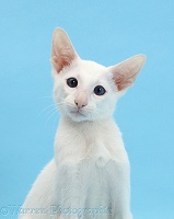 White Oriental kitten, on blue background