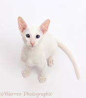 White Oriental kitten sitting and looking up