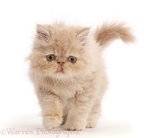 Persian kitten, walking