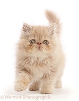 Persian kitten, walking