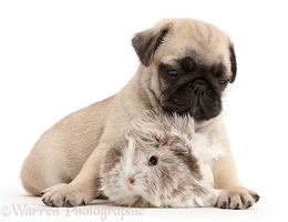 Pug pup and Guinea pig