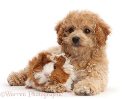 Cavachondoodle pup and Guinea pig