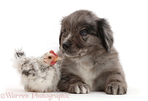 Mini American Shepherd puppy with chicken