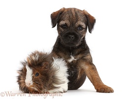 Border Terrier puppy, 8 weeks old, and Guinea pig