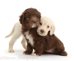Golden and Chocolate Labradoodle puppies, 6 weeks old