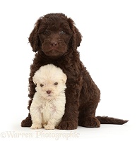 Chocolate and Golden Labradoodle puppies