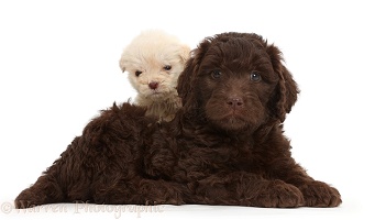 Chocolate and Golden Labradoodle puppies