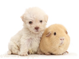 Golden Labradoodle runt puppy and Guinea pig