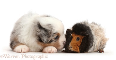 Miniature American Shepherd puppy with Guinea pig