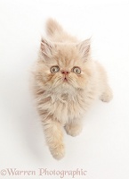 Persian kitten, sitting and looking up