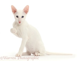 White Oriental kitten sitting