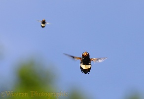 Pellucid Hoverfly males hovering