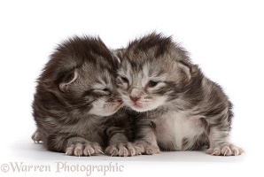 Silver tabby kittens, 8 days old