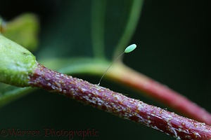 Green Lacewing egg on a birch twig