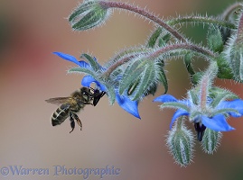 Honey Bee worker visiting Borage flowers