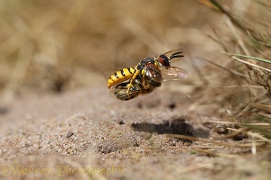 Bee-killer Wasp approaching burrow with honey bee prey 1