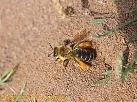 Hairy-legged Mining Bee or Pantaloon Bee