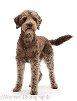Labradoodle standing