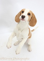 Orange-and-white Beagle pup, jumping up