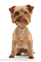 Yorkipoo with tongue showing