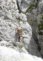 Apennine Chamois descending a vertical cliff face