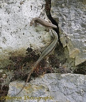 Common Wall Lizards sharing a rock crevice