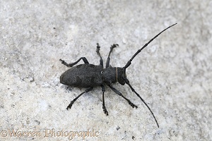 Longhorn beetle 4