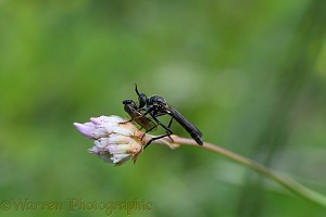 Robber fly (Dioctria atricapilla) with prey
