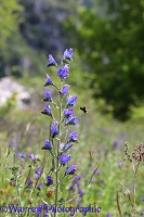 Viper's Bugloss visited by White-tailed Bumblebee