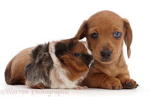 Red Dachshund puppy and Guinea pig