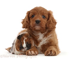 Cavapoo puppy and matching Guinea pig