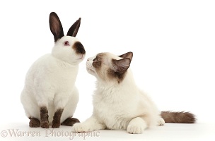 Ragdoll kitten and Sable point rabbit