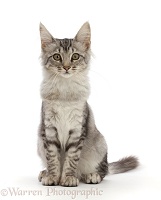 Mackerel Silver Tabby cat, sitting
