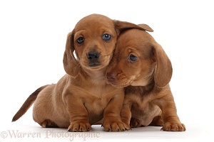 Two red Dachshund puppies
