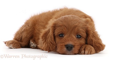 Cavapoo puppy, 7 weeks old, lying with chin on floor