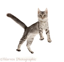 Mackerel Silver Tabby cat, playfully jumping