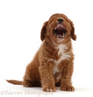 Cavapoo puppy, 7 weeks old, sitting and yawning