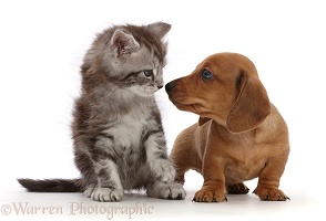 Red Dachshund puppy and silver tabby kitten