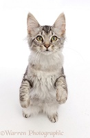 Mackerel Silver Tabby cat, standing up and looking up